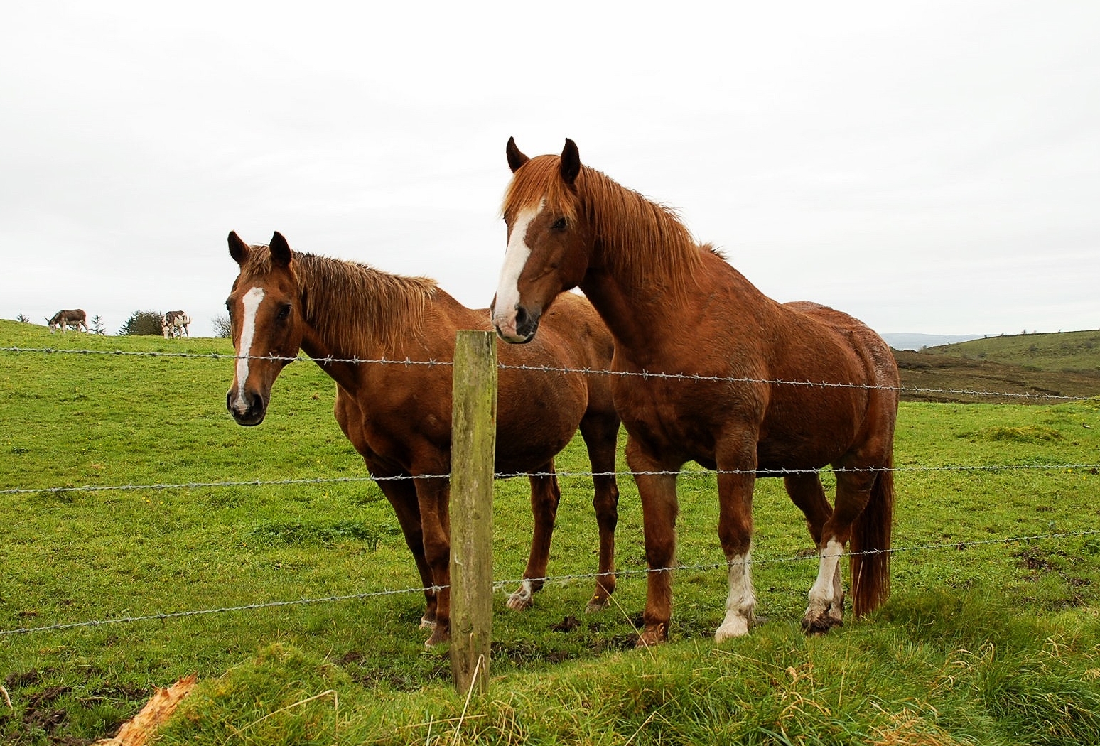 Horses