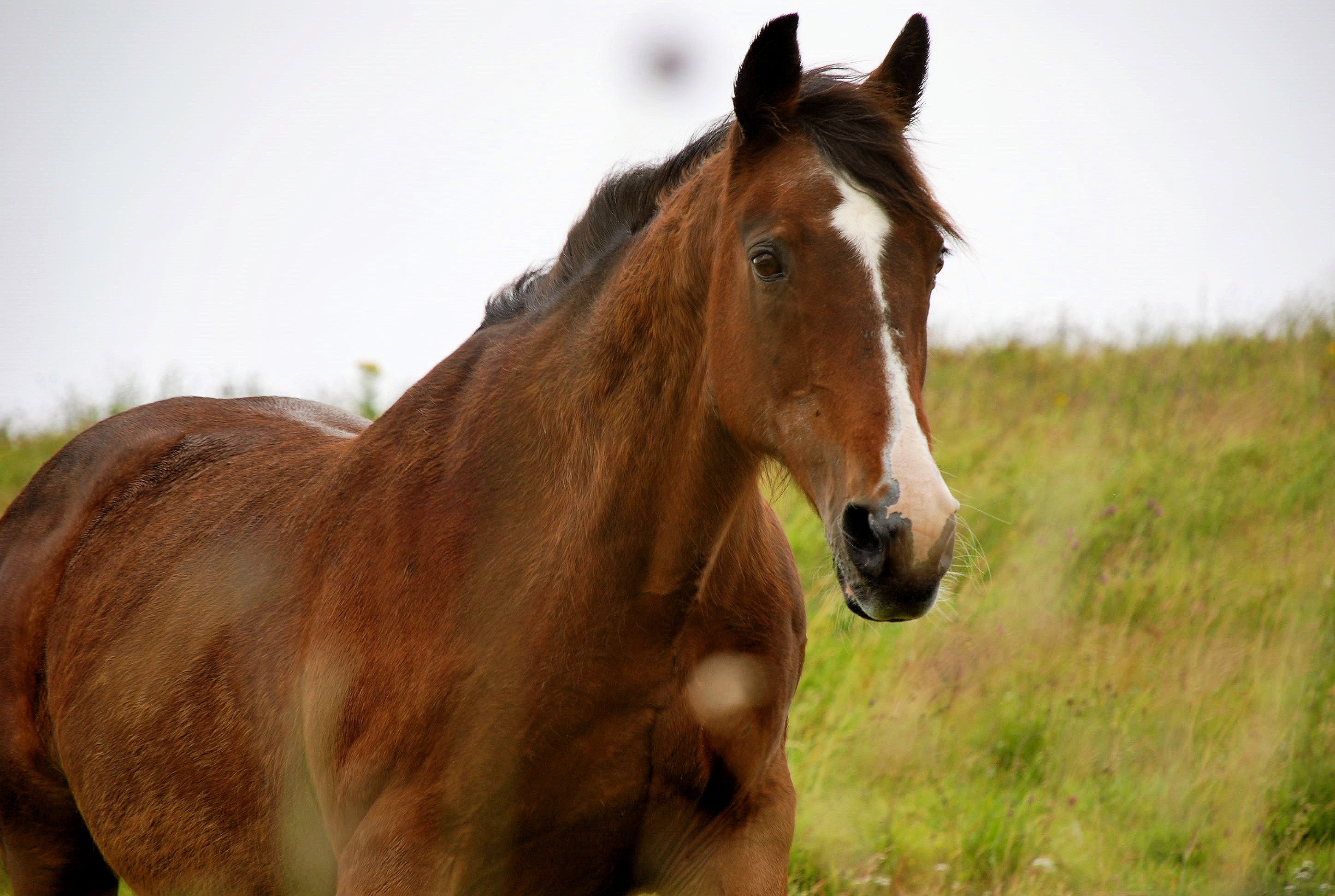 Horses