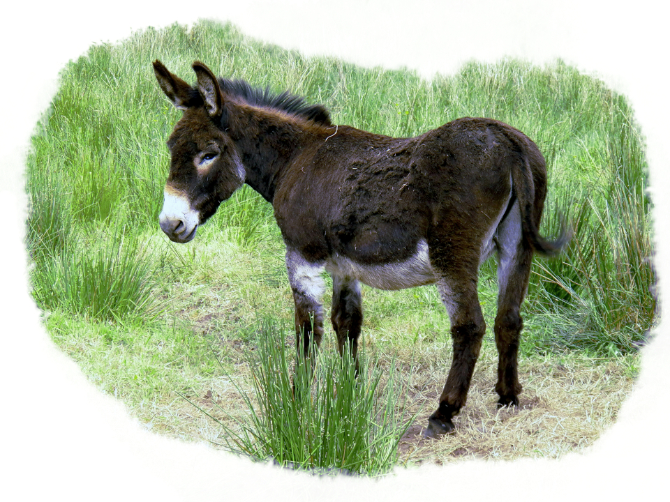 Humble little donkey