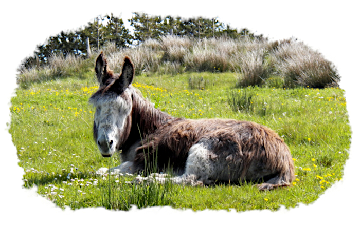 sanctuary donkey