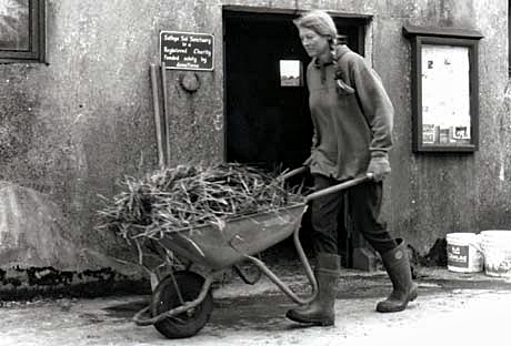 Sue in the upper yard with wheelbarrow