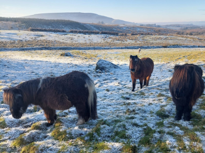 Ponies in snow